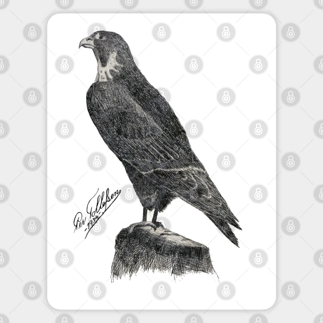 Peregrine Falcon Magnet by The Splendid Forest